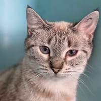 BIJOU, chatte à adopter