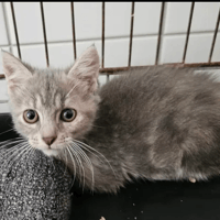 Astra, chatte à adopter