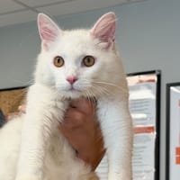 SNOW, chat à adopter