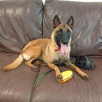 TAMA, chienne à adopter