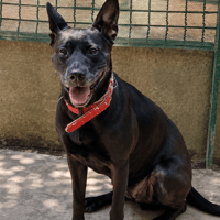 Olia, chienne à adopter