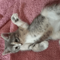 ZORA, chatte à adopter