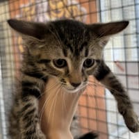 Tata, chat à adopter