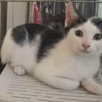 BARBIE, chatte à adopter