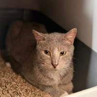 Lior CAB5972, chat à adopter