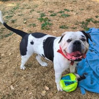 TOKYO PAA24322, chien à adopter
