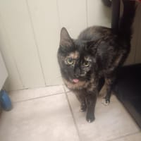 NOUGAT "en cours d'adoption", chatte à adopter