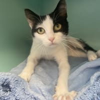HOUESSIVO, chat à adopter
