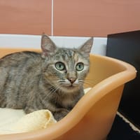 LUFFINE, chatte à adopter