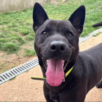 Milkov, chien à adopter