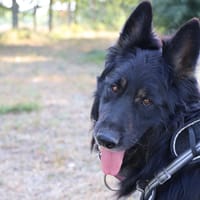 TYO, chien à adopter