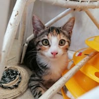 ALIZé, chatte à adopter
