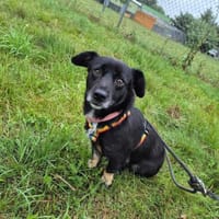 Duduś, pies do adopcji