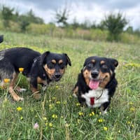 Daisy, suczka do adopcji