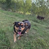 Minnie, suczka do adopcji