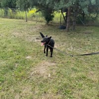 Szron, pies do adopcji