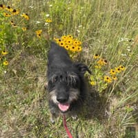 Zen, pies do adopcji