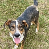 Astra, suczka do adopcji