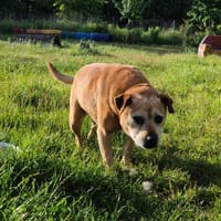 Rocky, pies do adopcji