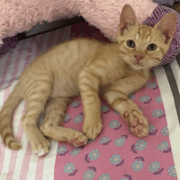 OWEN, chat à adopter