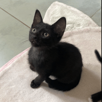 OSLO, chat à adopter