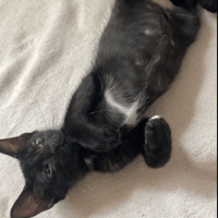 OREO, chat à adopter