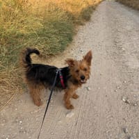 GORDI, chienne à adopter