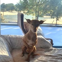 ALMA (Union Animal), chienne à adopter