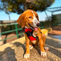 NOELIA (Martina), chienne à adopter