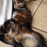 KELONIA, chatte à adopter