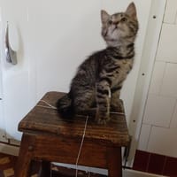 zola, chat à adopter