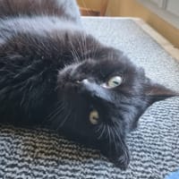 poupouf, chat à adopter
