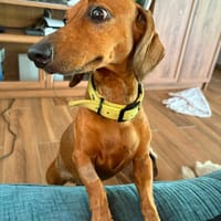winnie la belle vie, chienne à adopter