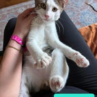 RODÉO A ADOPTER AVEC UN CHAT DÉJÀ PRÉSENT CHEZ VOUS, chat à adopter