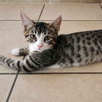 TIGO, chat à adopter