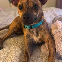 Benji le petit loulou plein de vie, chien à adopter