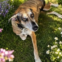 Angel, la grande boule d'amour, chienne à adopter