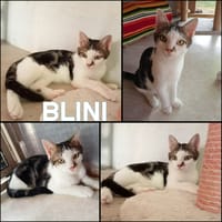 BLINI, chat à adopter
