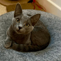 BASTET, chatte à adopter