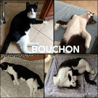 BOUCHON, chat à adopter