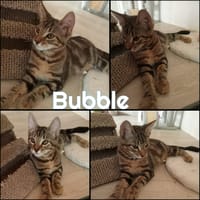 BUBBLE, chatte à adopter