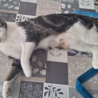 Félicité, chatte à adopter
