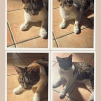 UNA, chatte à adopter