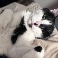 Félix, chat à adopter