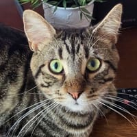 Prof, chat à adopter
