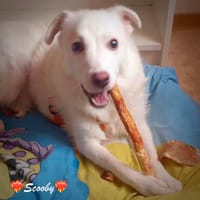 Scooby, unser Flauschebärle, Hund zur Adoption