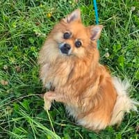 Nelly  kleine Spitzdame sucht ihr Für-immer-Zuhause, Hündin zur Adoption