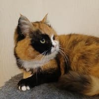 Bezaubernde Lamy, Katze zur Adoption