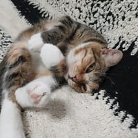 Schmusemonster Meggi, Katze zur Adoption