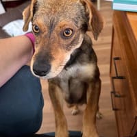 Nina - jung und lernwillig - bereits in DE, Hündin zur Adoption